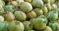 Kaban Bappeda Tanjabtim Gandeng Investor Jerman Hilirisasi Kelapa Nasional Model Ekonomi Sirkular & Net Zero Carbon 