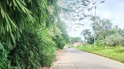 Ruas Jalan Strategis Pelayanan Publik: Keramas-Sabak Barat Semakin Sempit, Rumpunan Bambu Menutup Badan Jalan, Pemda Tanjabtim Diminta Segera Bertindak