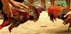 Marak Judi Sabung Ayam Di Mendahara Warga Minta Aparat Terkait Bertindak Tegas