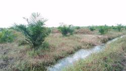 Transaksi Janggal PT MPK Diminta Bertanggungjawab Atas Lahan Hasibuan