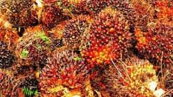 Harga TBS Sawit Mengalami Penurunan Harga di Wilayah Tanjabtim Berikut Pandangan Kadisbunnak Riqo Yudha Wirja