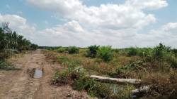Dugaan Penyerobotan Lahan di Tanjabtim Kebun Pinang Berubah Kebun Sawit Berujung Laporan Polisi 