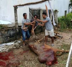 PJS Babel Sembelih Sapi Qurban Bantuan PT Timah, Wujud Kepedulian Untuk Insan Pers