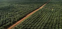 UU Reforma Agraria Disahkan, 24 Ribu Rakyat Miskin Tanjabtim Menanti Keadilan Atas Tanah