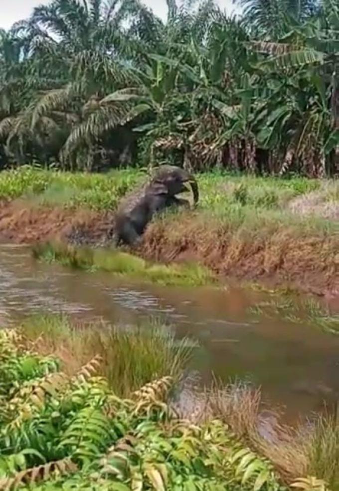 Kawanan Gajah Memasuki Pemukiman Warga,Babinsa Koramil 402-14/Air Sugihan Bersama Warga Siaga Jaga Malam