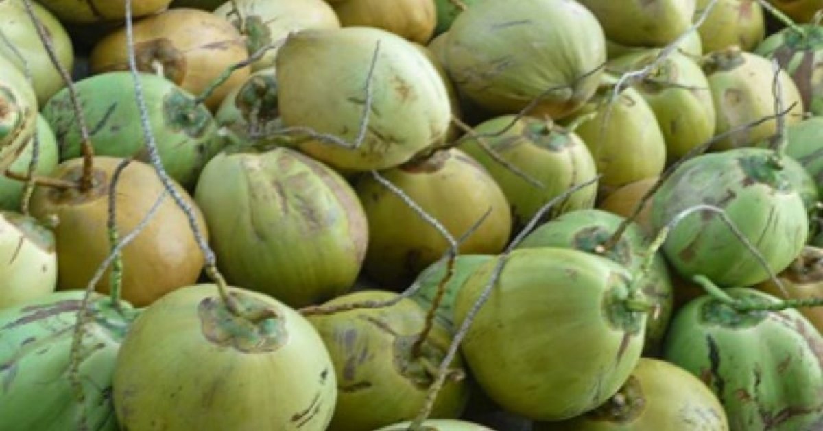 Kaban Bappeda Tanjabtim Gandeng Investor Jerman Hilirisasi Kelapa Nasional Model Ekonomi Sirkular & Net Zero Carbon 