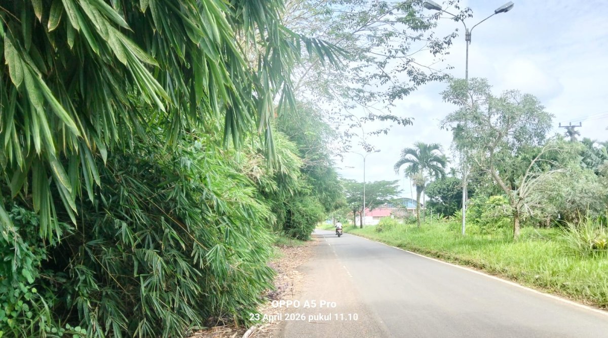 Ruas Jalan Strategis Pelayanan Publik: Keramas-Sabak Barat Semakin Sempit, Rumpunan Bambu Menutup Badan Jalan, Pemda Tanjabtim Diminta Segera Bertindak