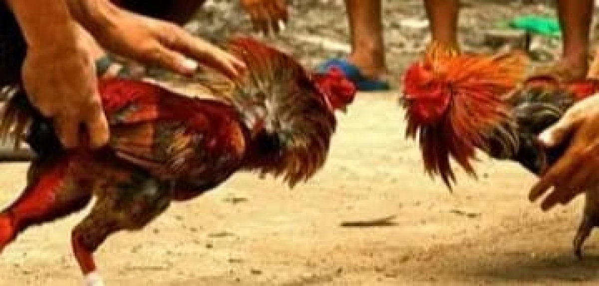Marak Judi Sabung Ayam Di Mendahara Warga Minta Aparat Terkait Bertindak Tegas