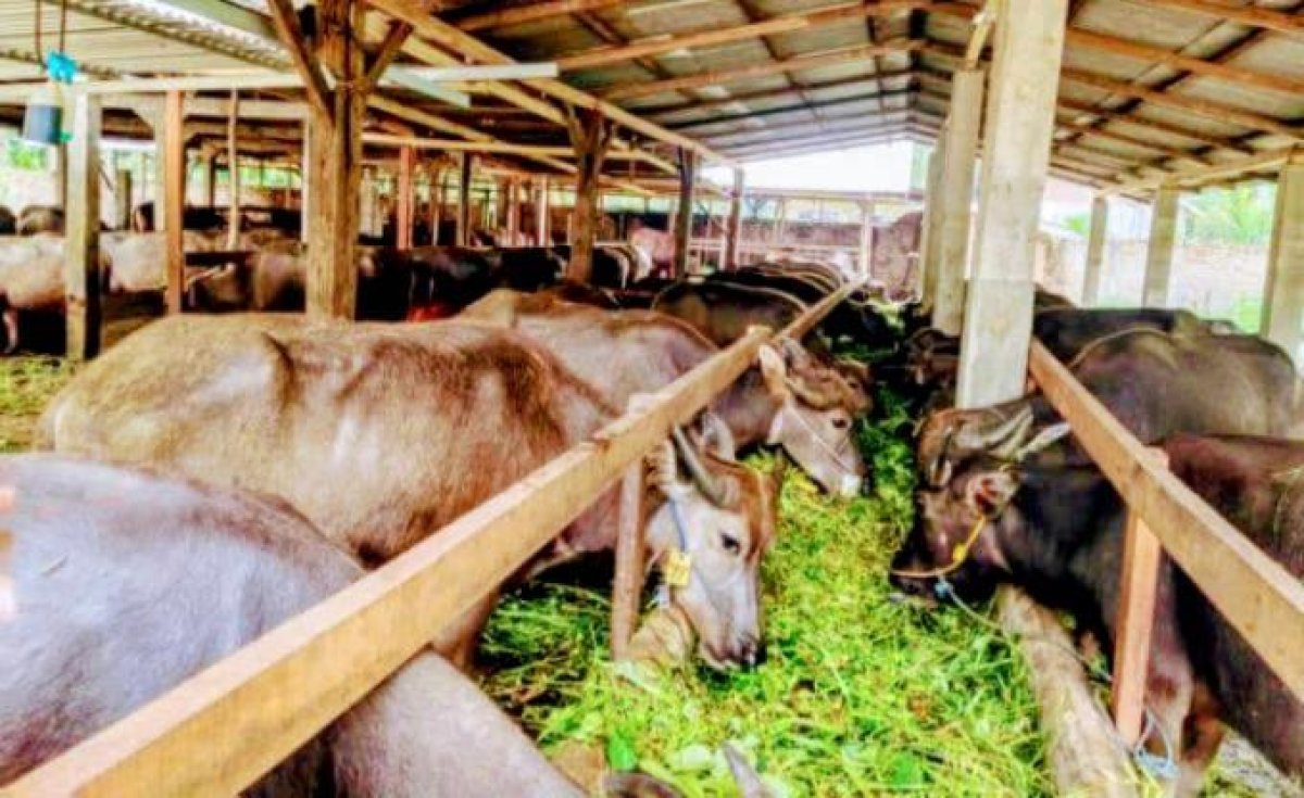 Pakde Lamikun Siap Suplai Hewan Qurban Terbaik Wilayah Tanjabtim