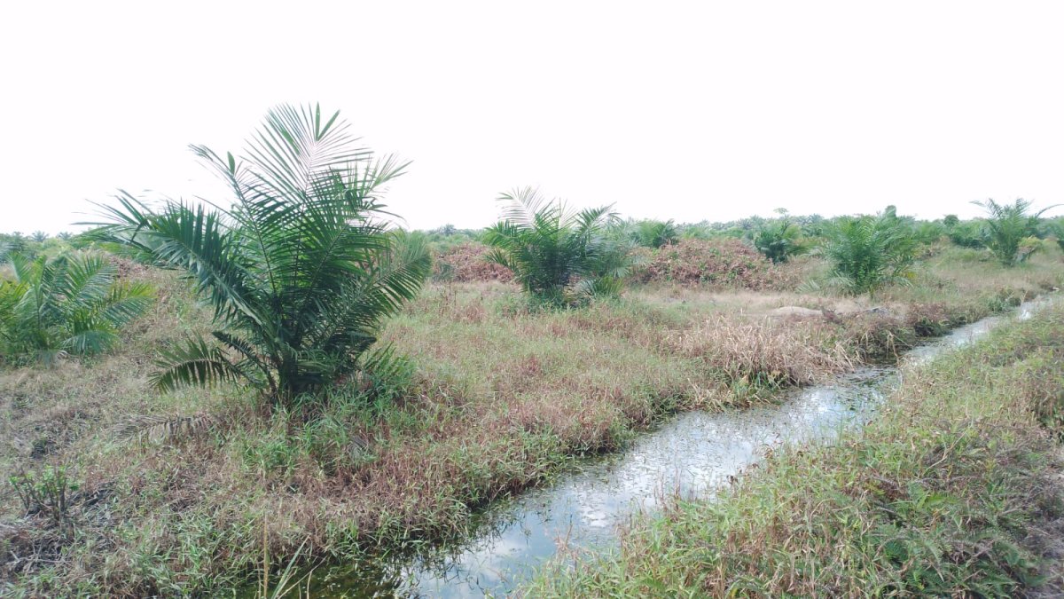 Transaksi Janggal PT MPK Diminta Bertanggungjawab Atas Lahan Hasibuan
