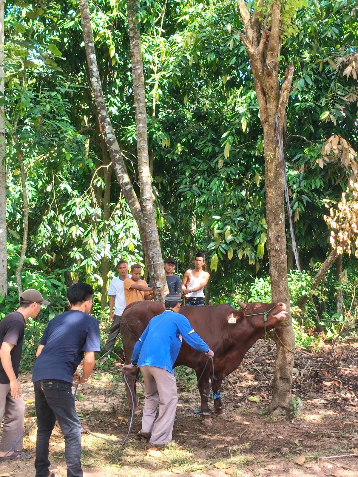 SPPG Yayasan Hamim Center Founder Berbagi Hewan Qurban Untuk Masyarakat
