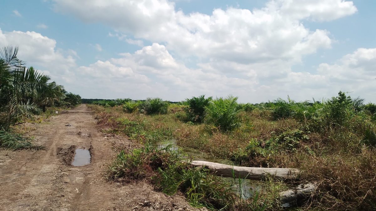 Dugaan Penyerobotan Lahan di Tanjabtim Kebun Pinang Berubah Kebun Sawit Berujung Laporan Polisi 