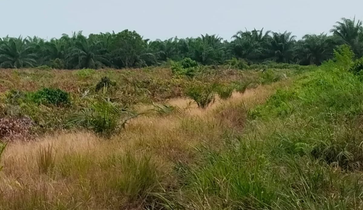 Sengketa Lahan Sadu-Tanjabtim, Perbedaan Narasi Tegas Antara Kedua Belah Pihak, Perkara Telah Masuk Tahap Persidangan