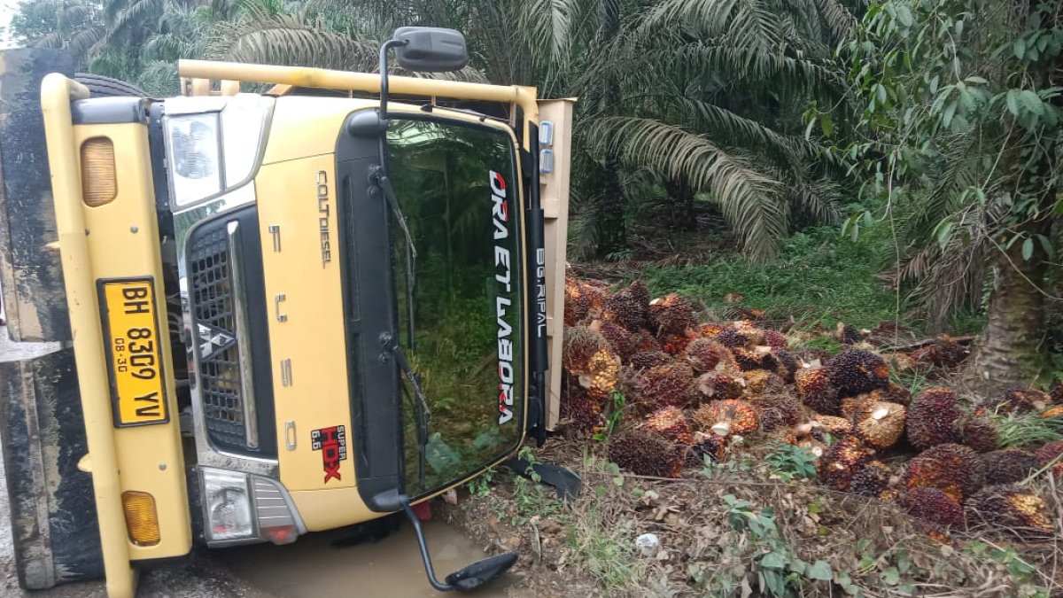 Insiden, Terjadi Kecelakaan Tunggal, Satu Unit Mobil Teruk, Pengangkut Buah Sawit Terguling Di Sungai Napal Tambusai