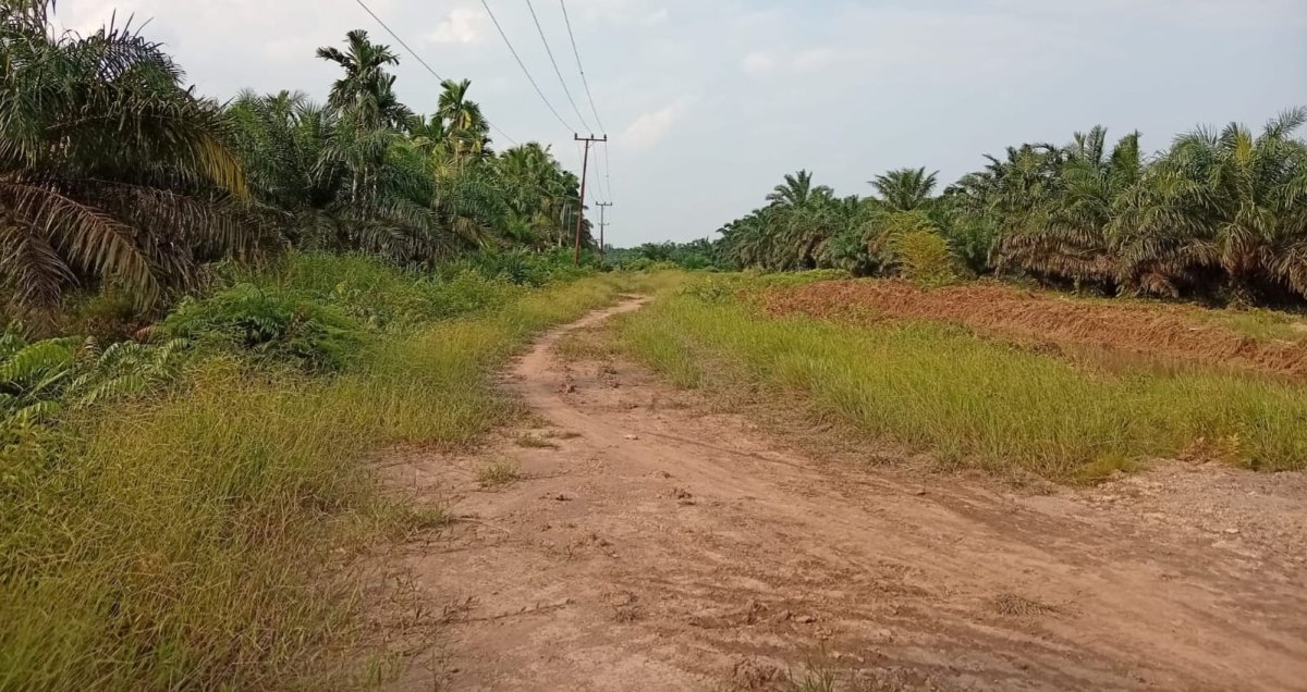 Pembangunan Jalan Poros Menuju Sungai Raya-Nipah Panjang Mendesak Dibangun, Petani Sawit Rugi Rp400/Kg Produksi Terpaksa Lewat Sungai