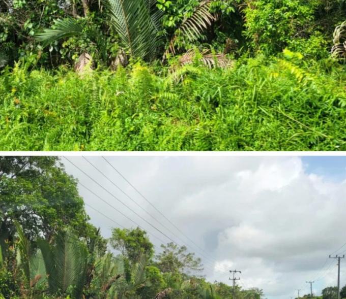 Puluhan Hektar Hutan Bakau Sungai Buton Dijual dengan Fantastisnya: Desa Tugang Terkejut